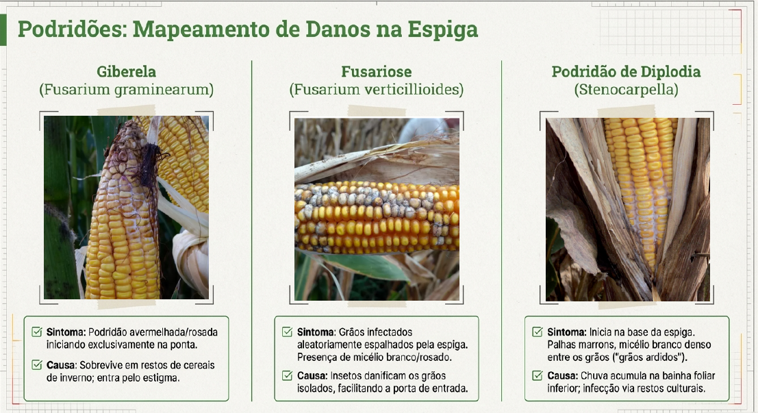 Podridões da Espiga